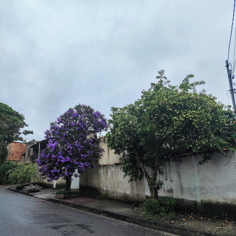 Dama-da-noite florida.