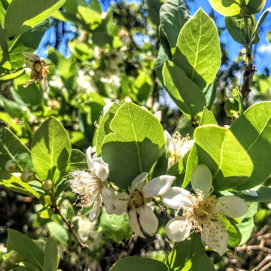 Gabiroba vermelha (Campomanesia adamantium)