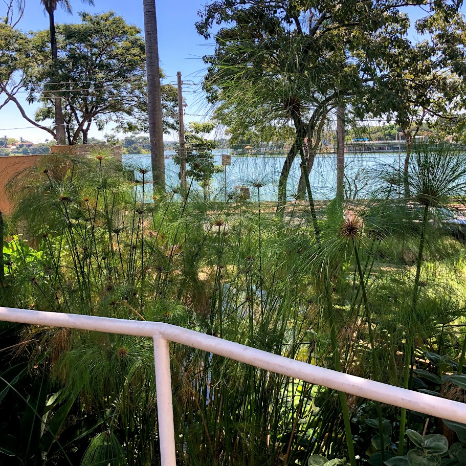 Folhas do papiro-gigante.