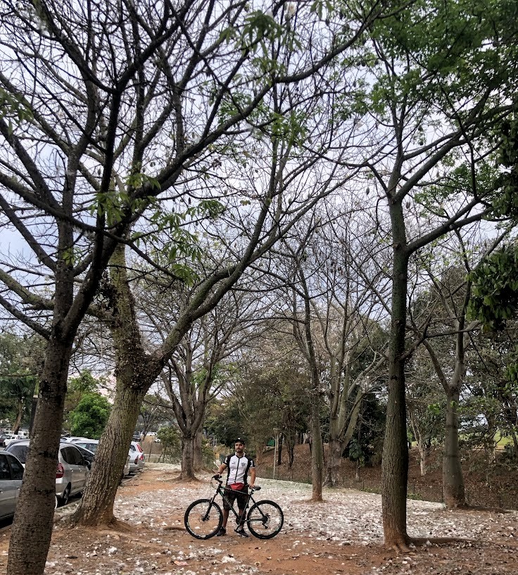 Paineiras sem folhas e com muita paina.