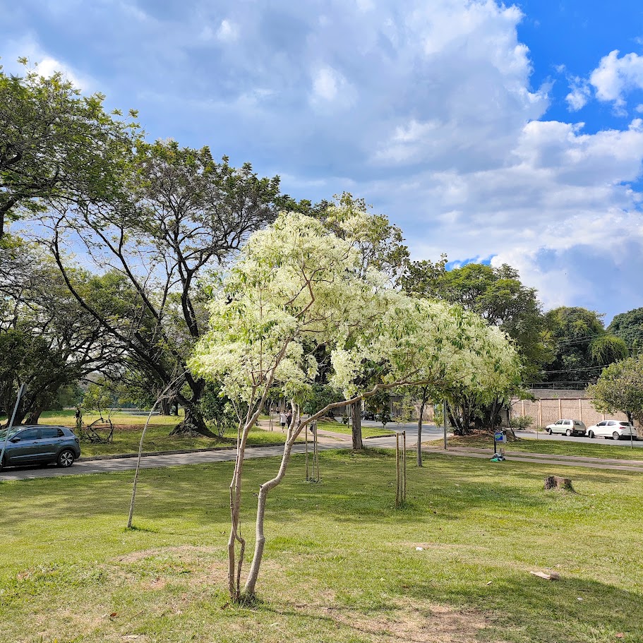 Neve-da-montanha florida.