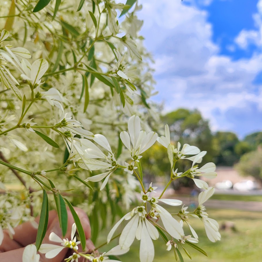 Flores da neve-da-montanha.