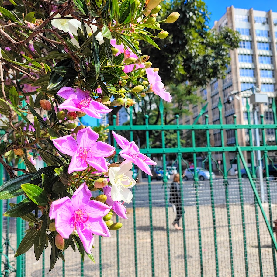 Flores do manacá-sa-serra-anão.