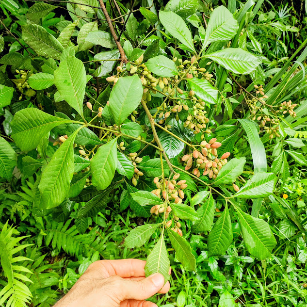 Folhas e frutos do catiguá-branco.