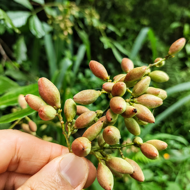Infrutescência do catiguá-branco.