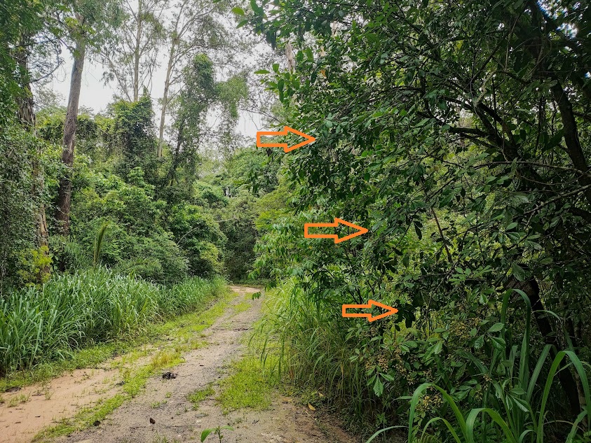Catiguá-branco em borda de floresta.