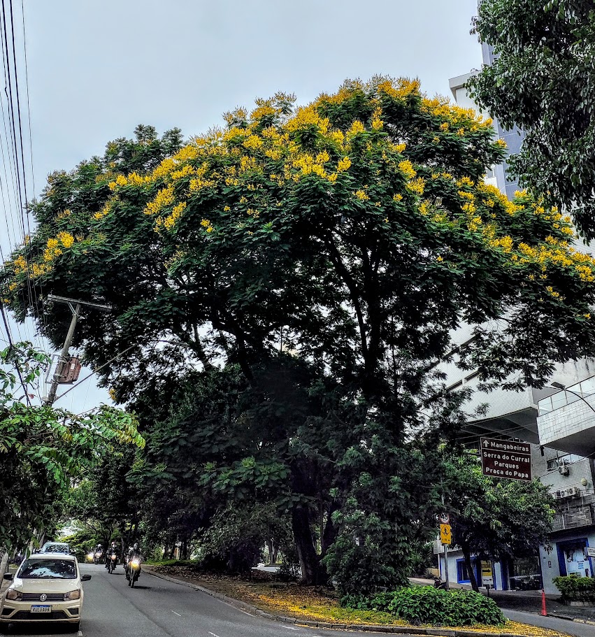 Canafístula florida.