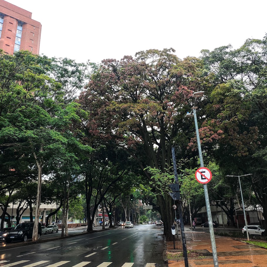 Mangeuiras com folhas novas.