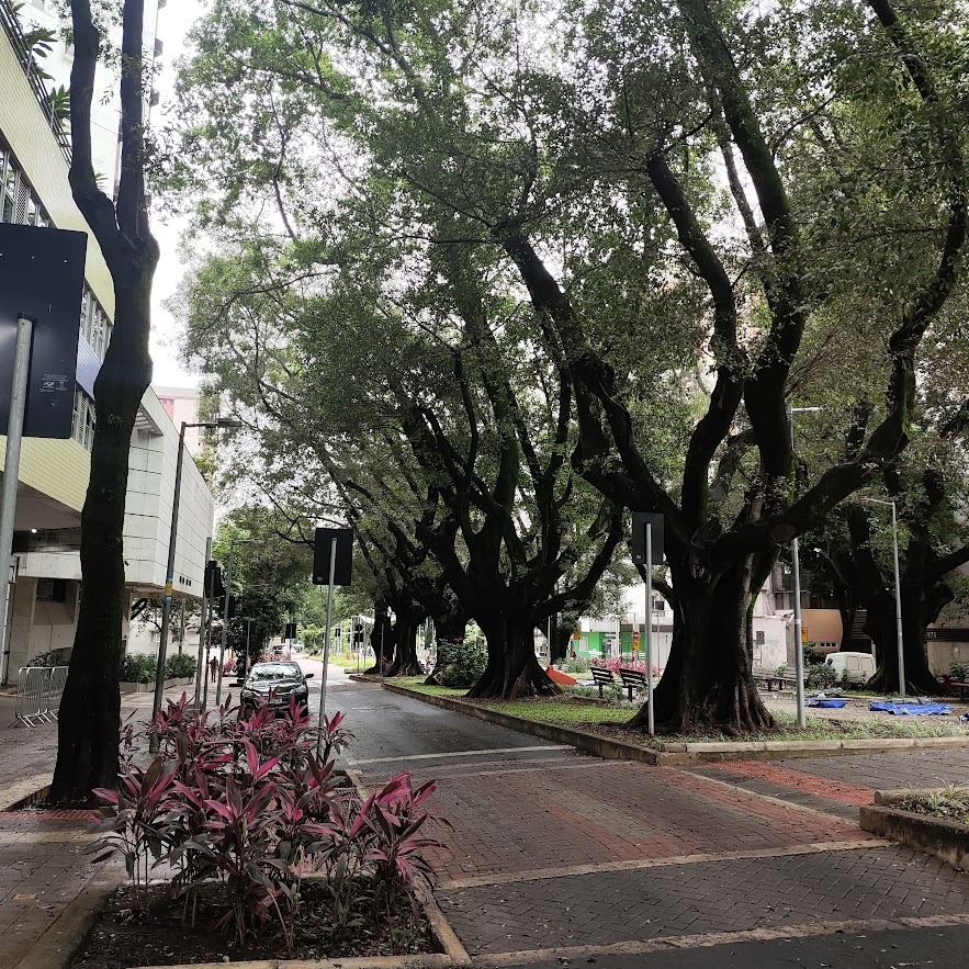 Pequeno maciço de dracenas-vermelhas.