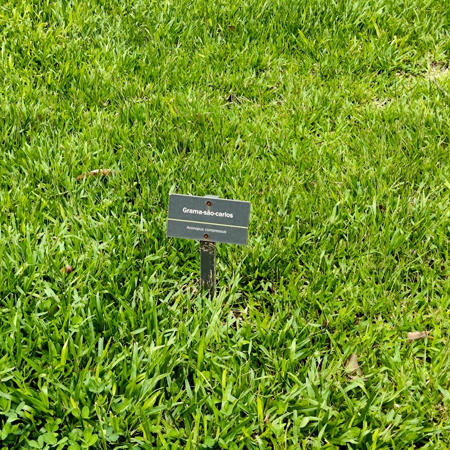 Detalhe da grama-são-carlos