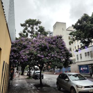 Quaresmeira florida.