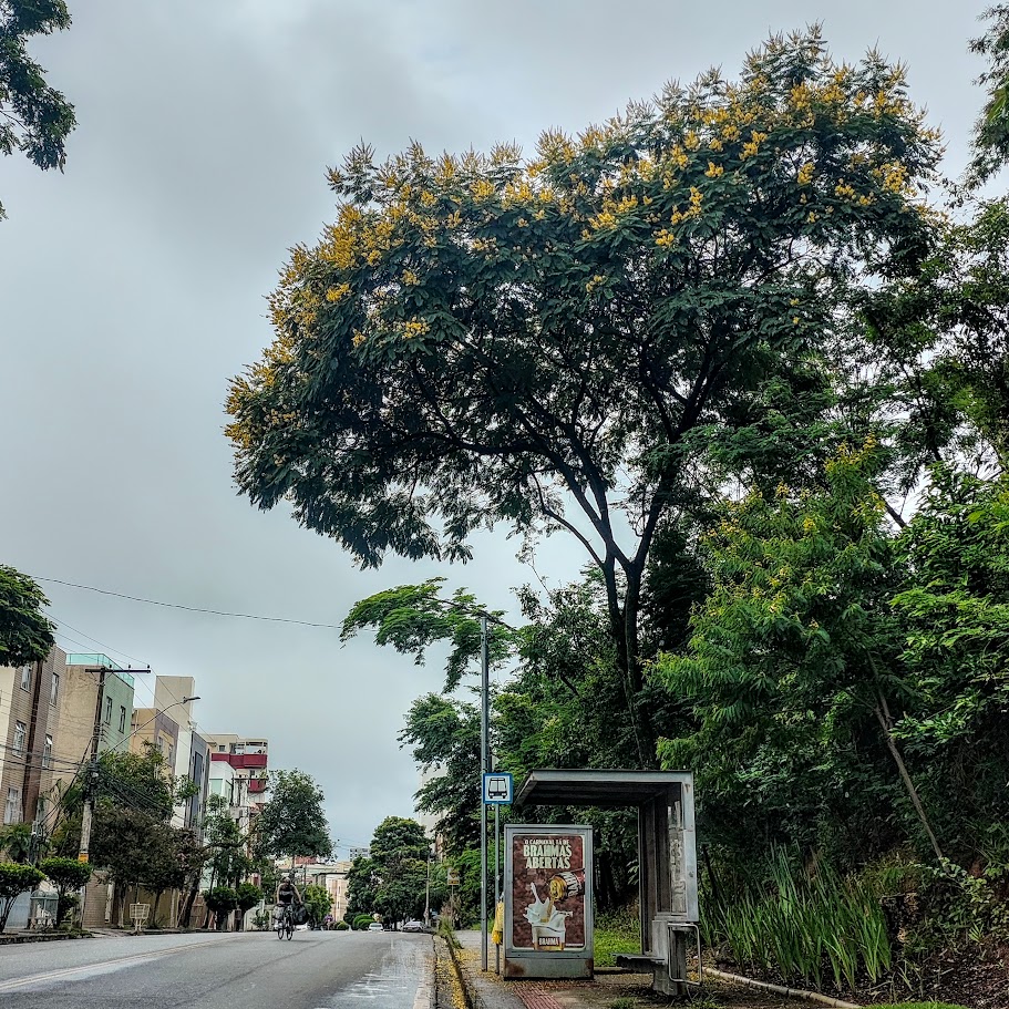 Canafístula florida.