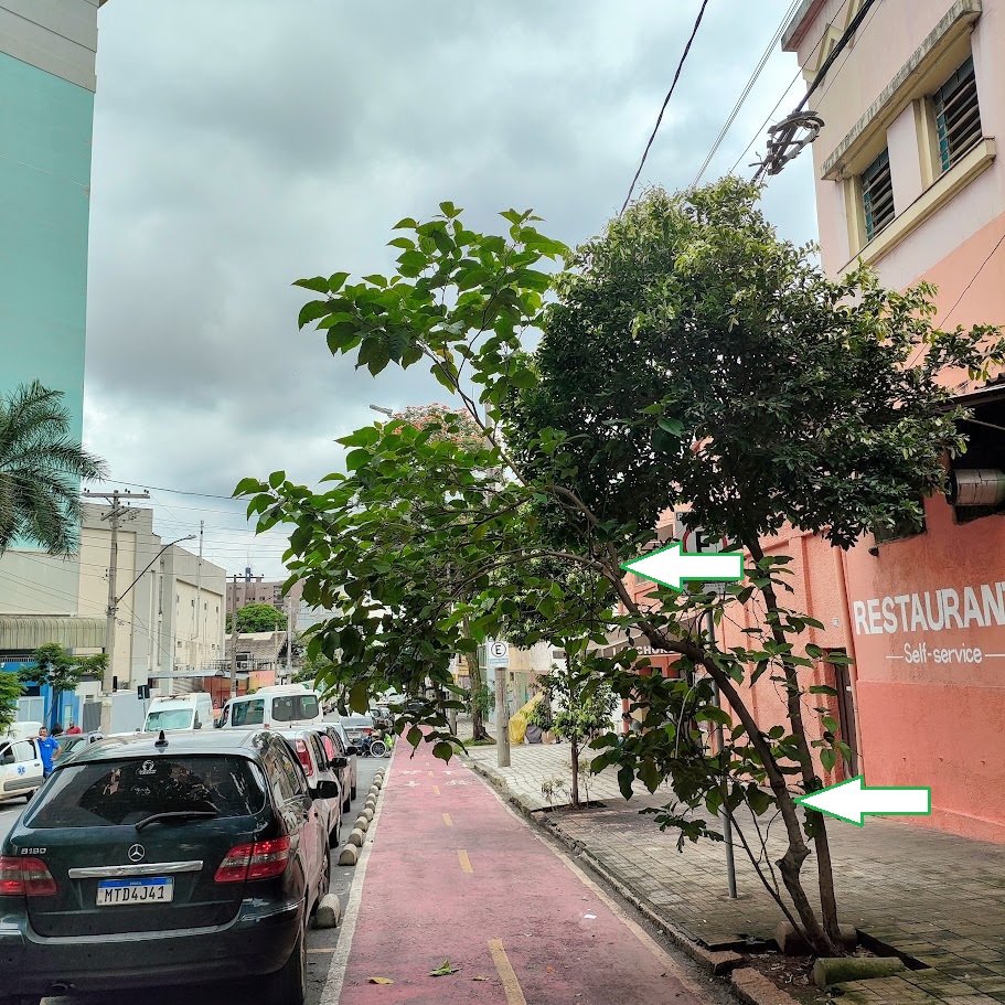 Jurubeba-verdadeira sobre calçada.