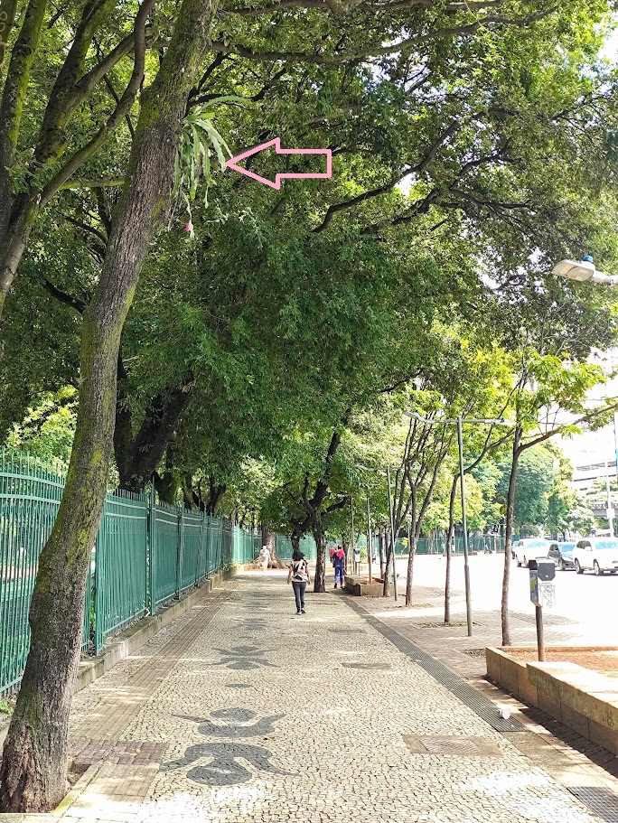 Pitainha sobre árvore.