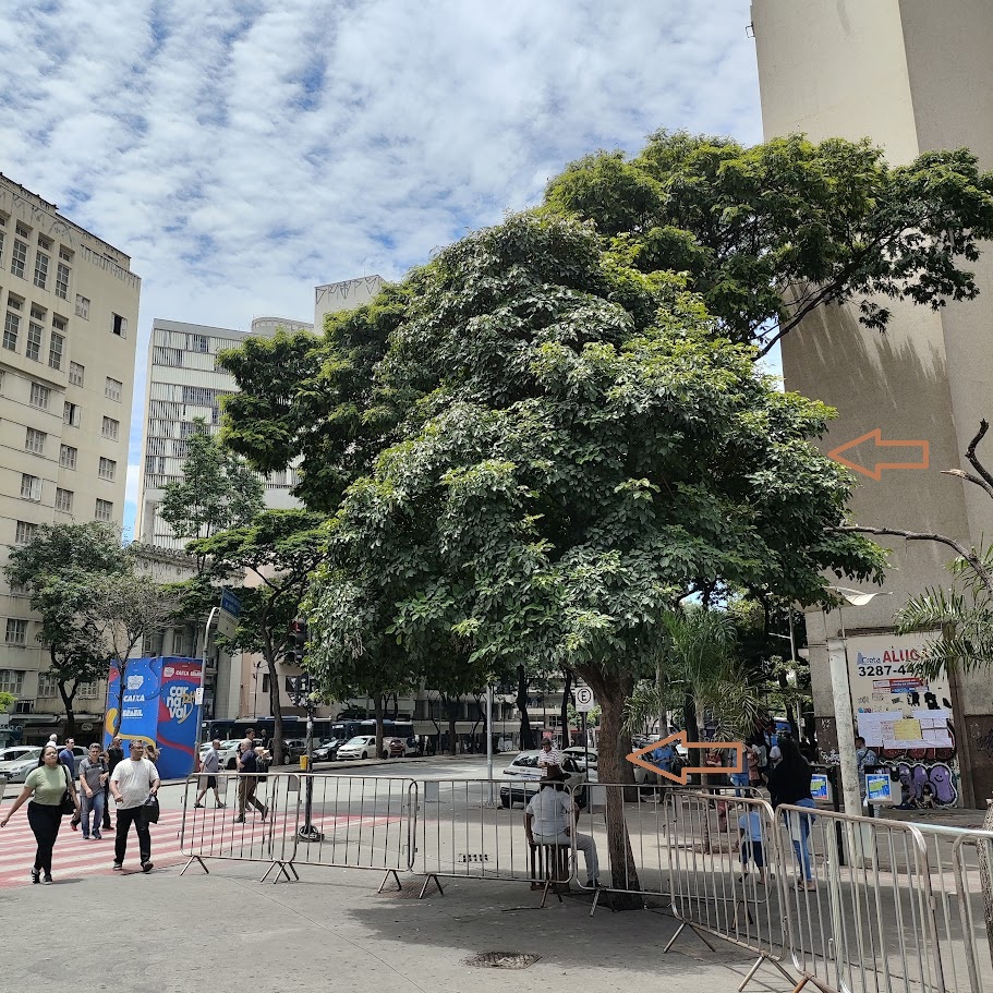 Árvore de ipê-branco.