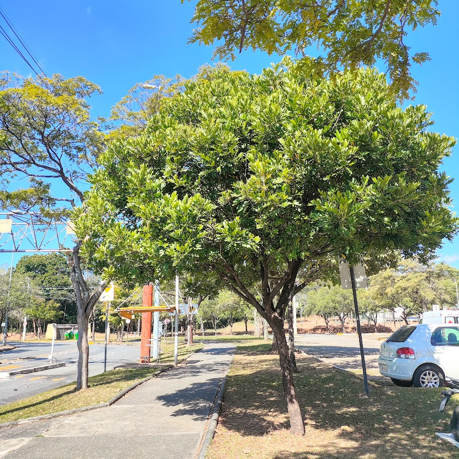 Junidas na arboirzação.