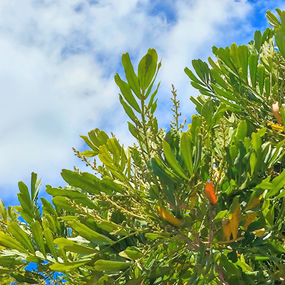 Inflorescências da junigas.