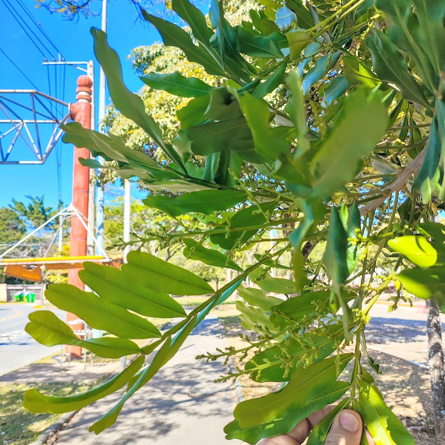 Folhas e inflorescências da junigas.