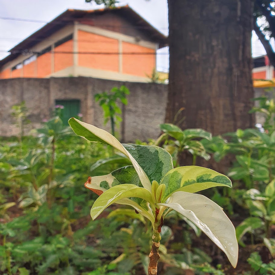 Maciço de plantas-caricatas.
