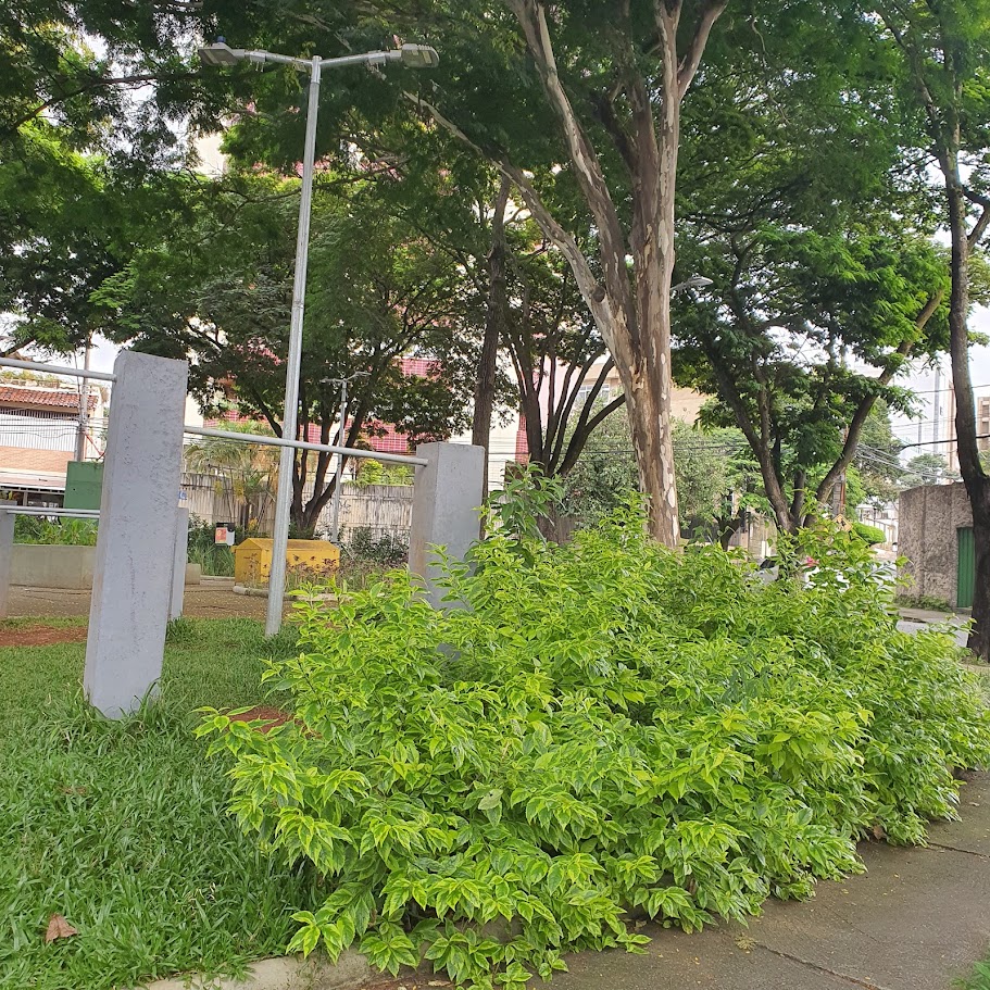 Arbusto de violeteira.