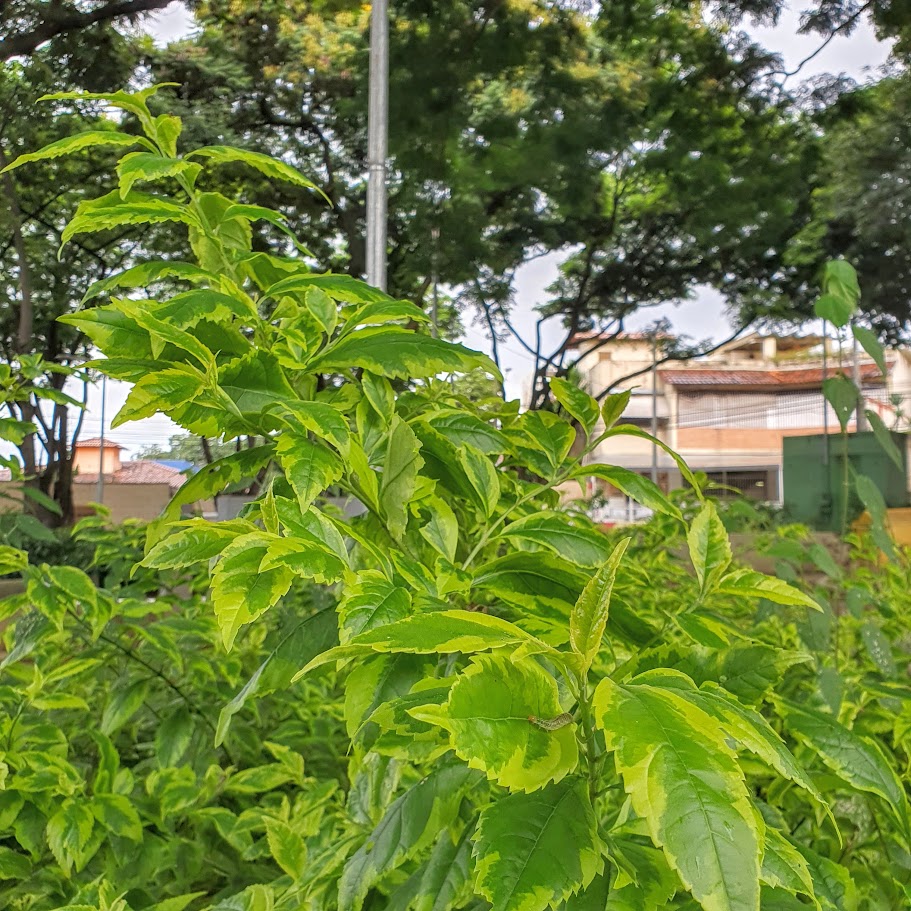 Folhas da violeteira.