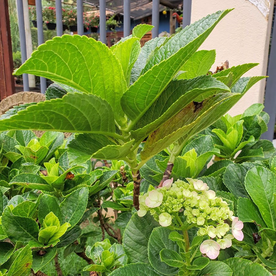 Folhas e flores da hortênsia.