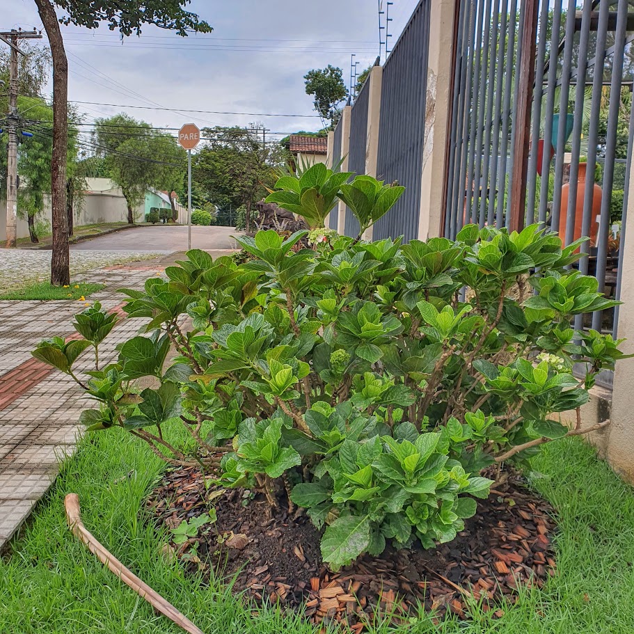 Arbusto de hortênsia.