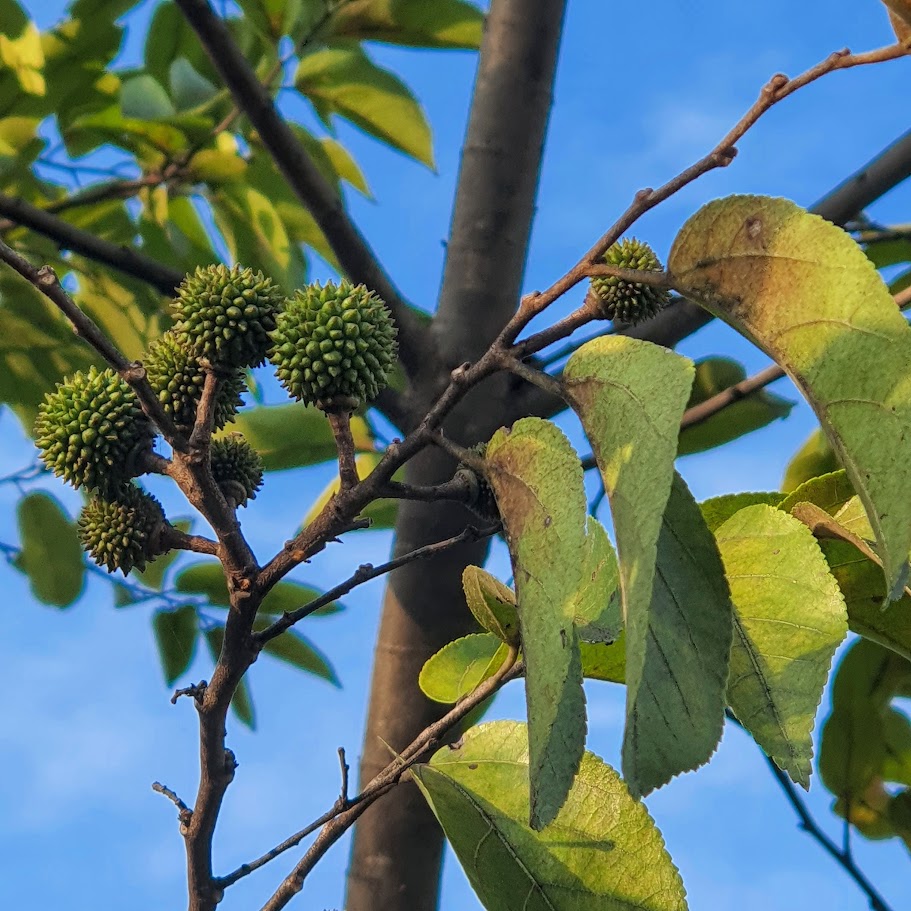 Folhas e fruto da mutamba.