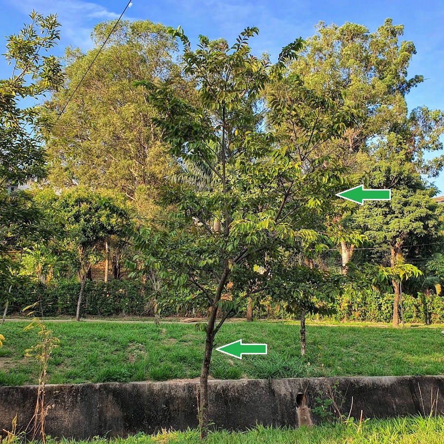 Mutamba na beira de córrego.