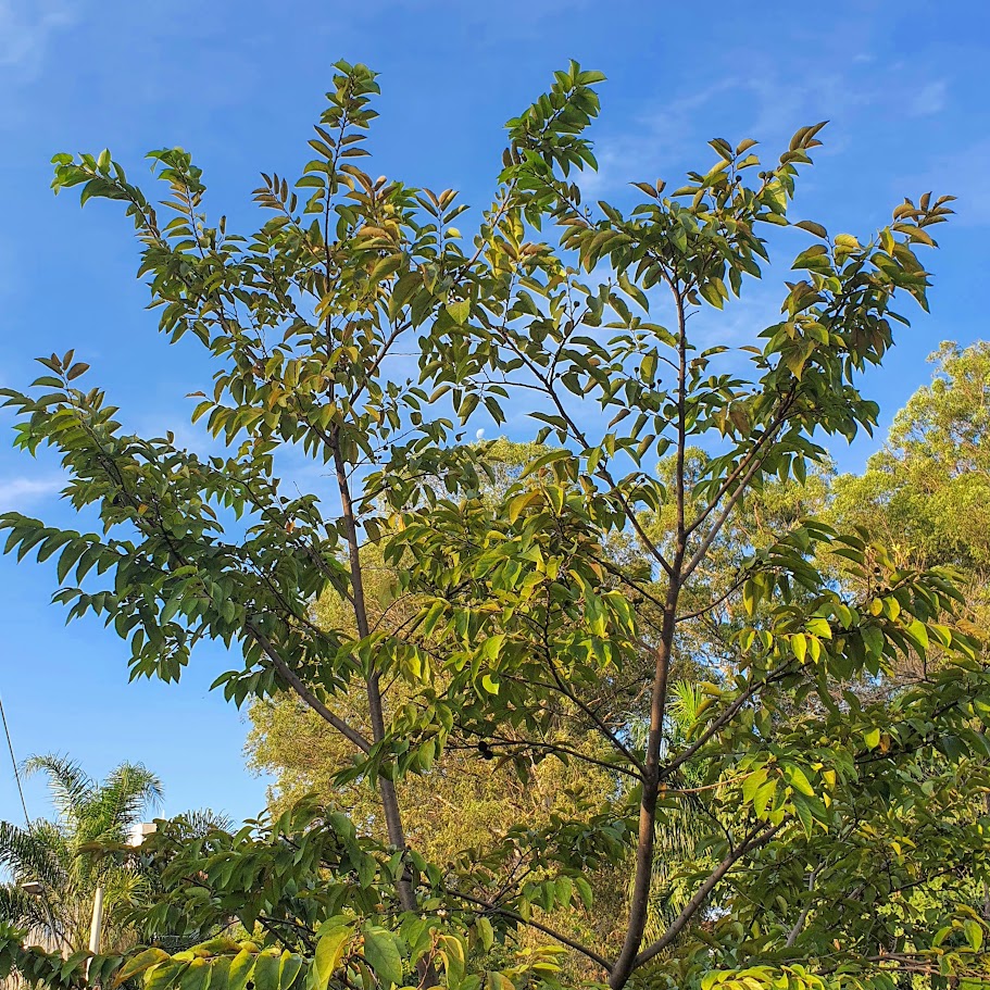 Folhagem da mutamba.