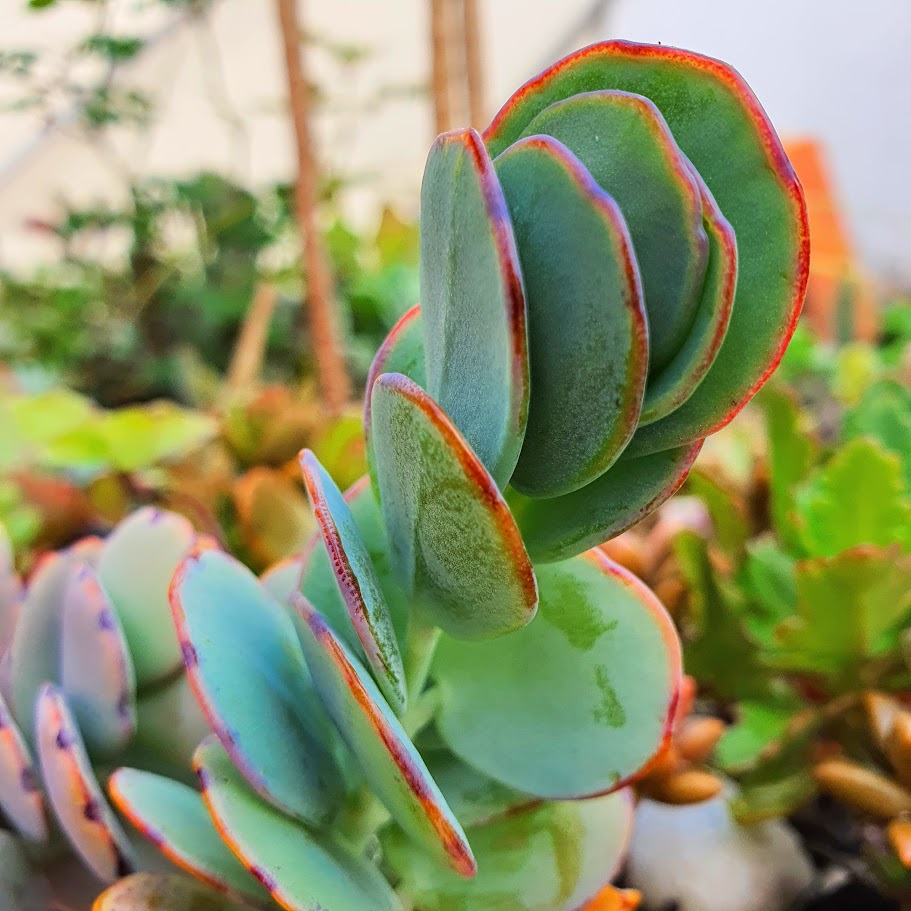 Folhas do kalanchoê-fantasma.