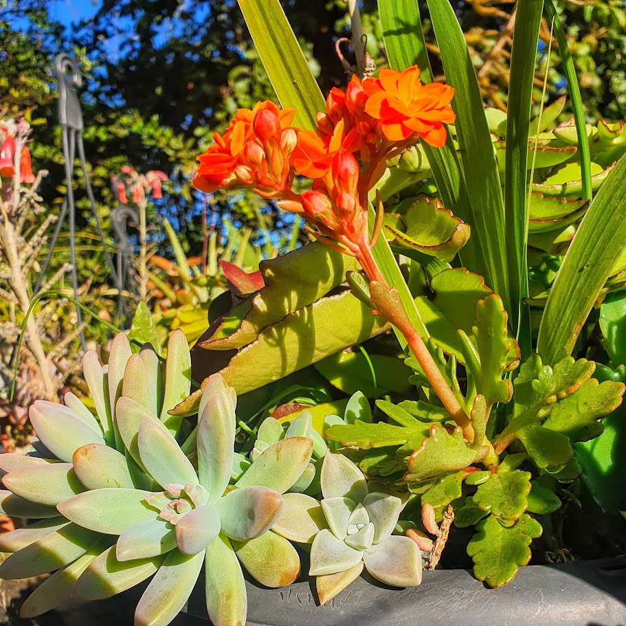 Inflorescência da flor-da-fortuna