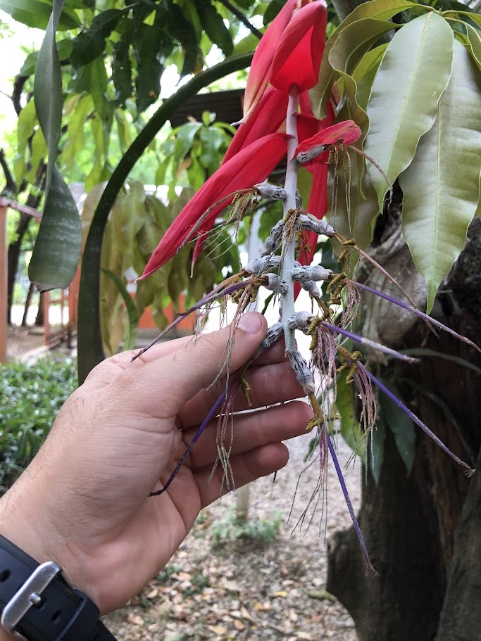 Inflorescência da bromélia-poço-de-jacó.