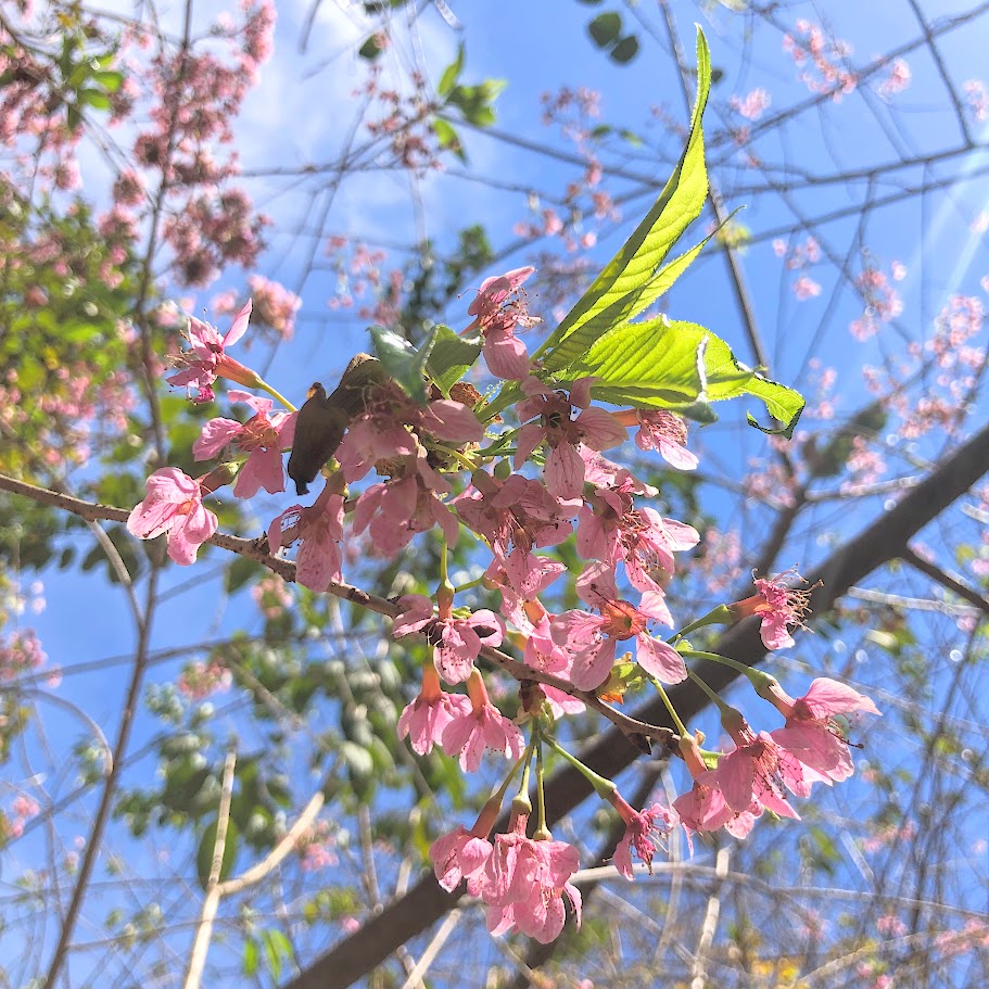 Flores da cerejeira japonesa.