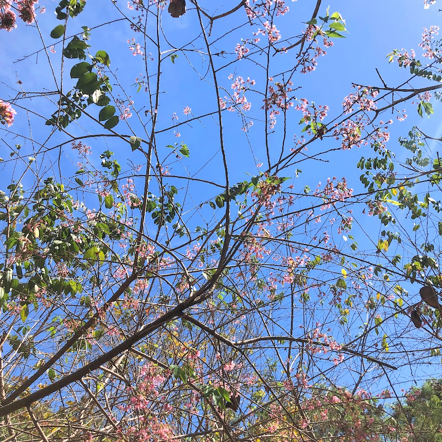Flores da cerejeira japonesa.