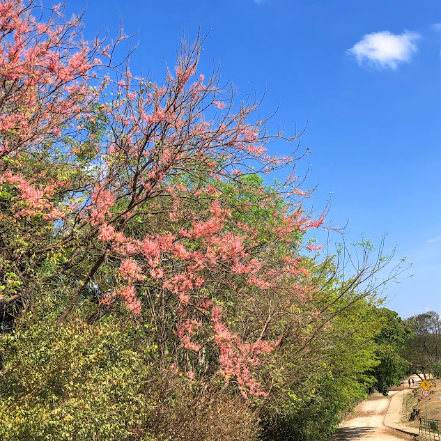Parte da copa da cássia-rosa.