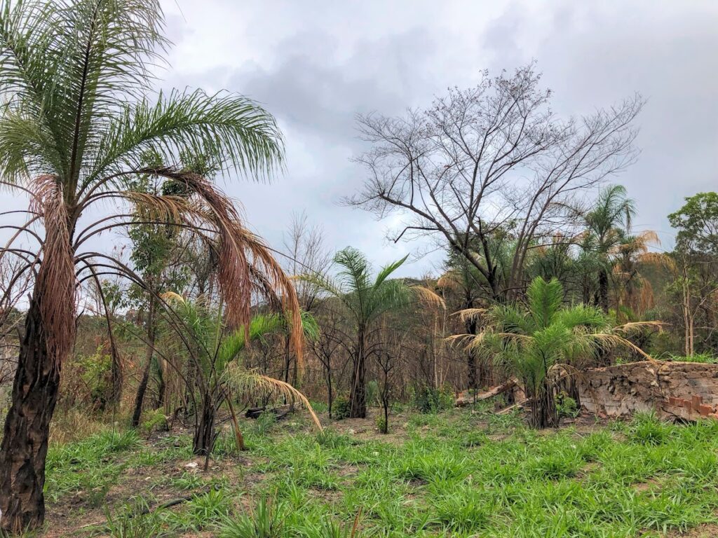 Brotações da bocaiúva.