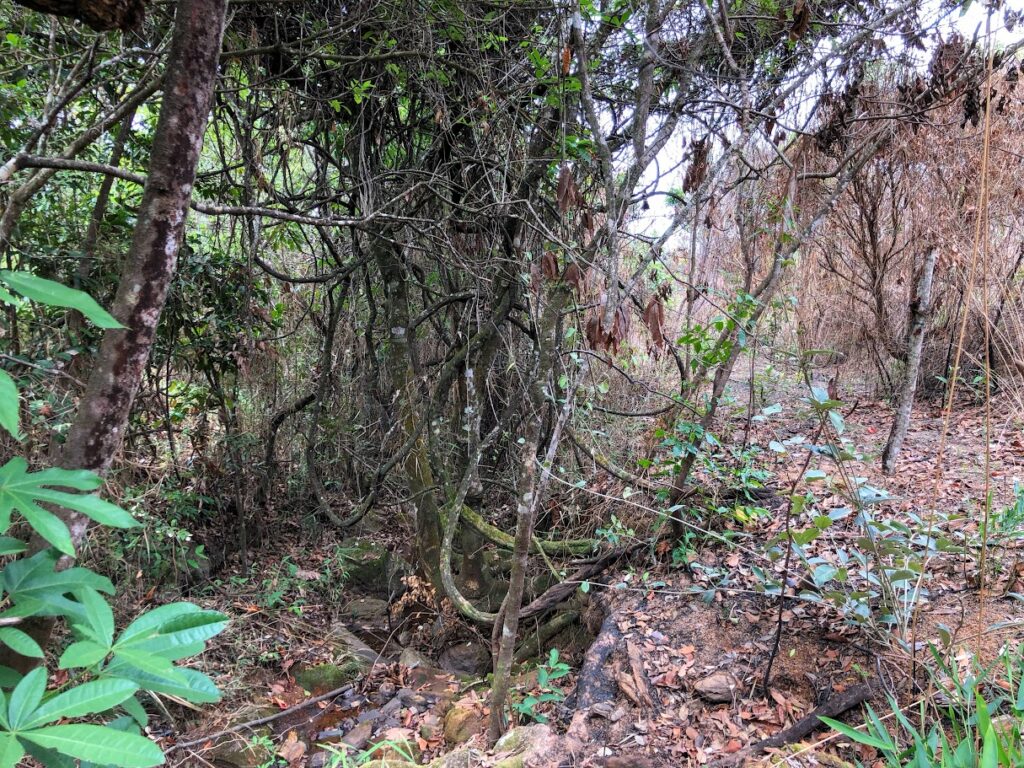 Área de APP queimada.