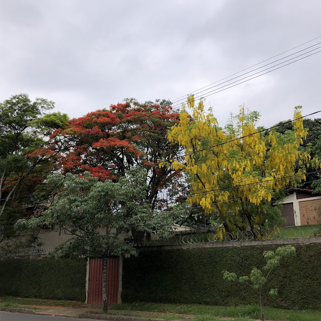 Chuva de ouro florida.