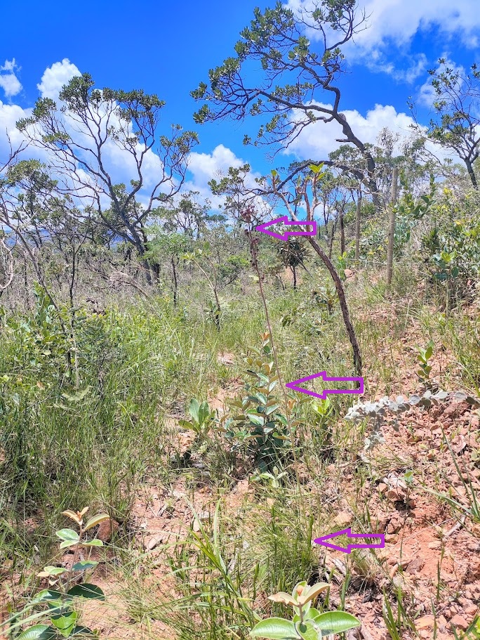 Gravatá-anil em área de savana.