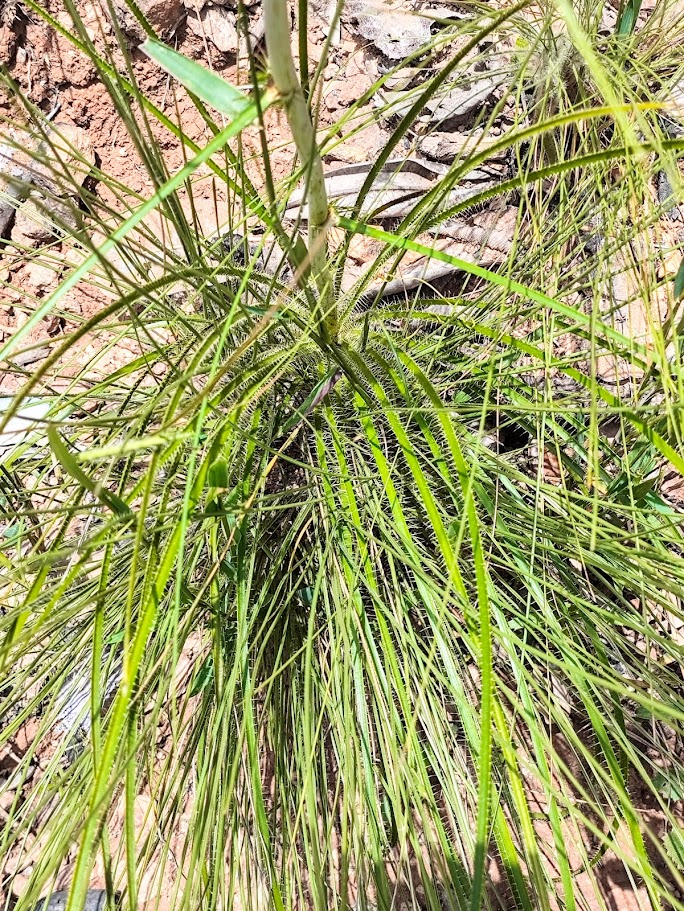 Folhas do gravatá-anil.