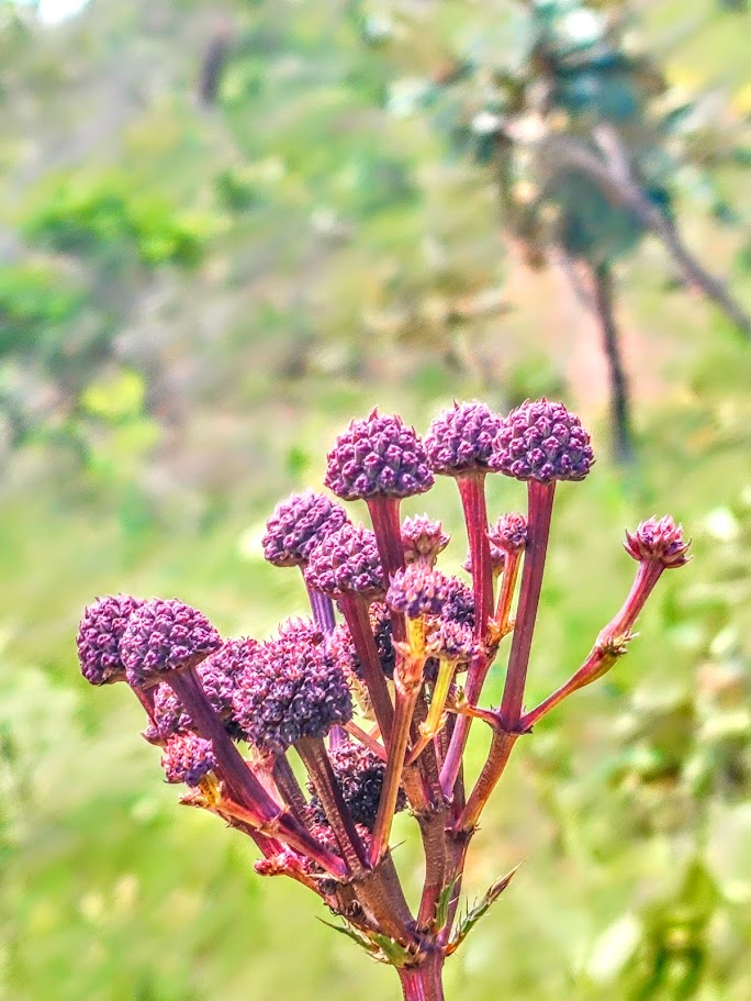 Inflorescências do gravatá-anil.