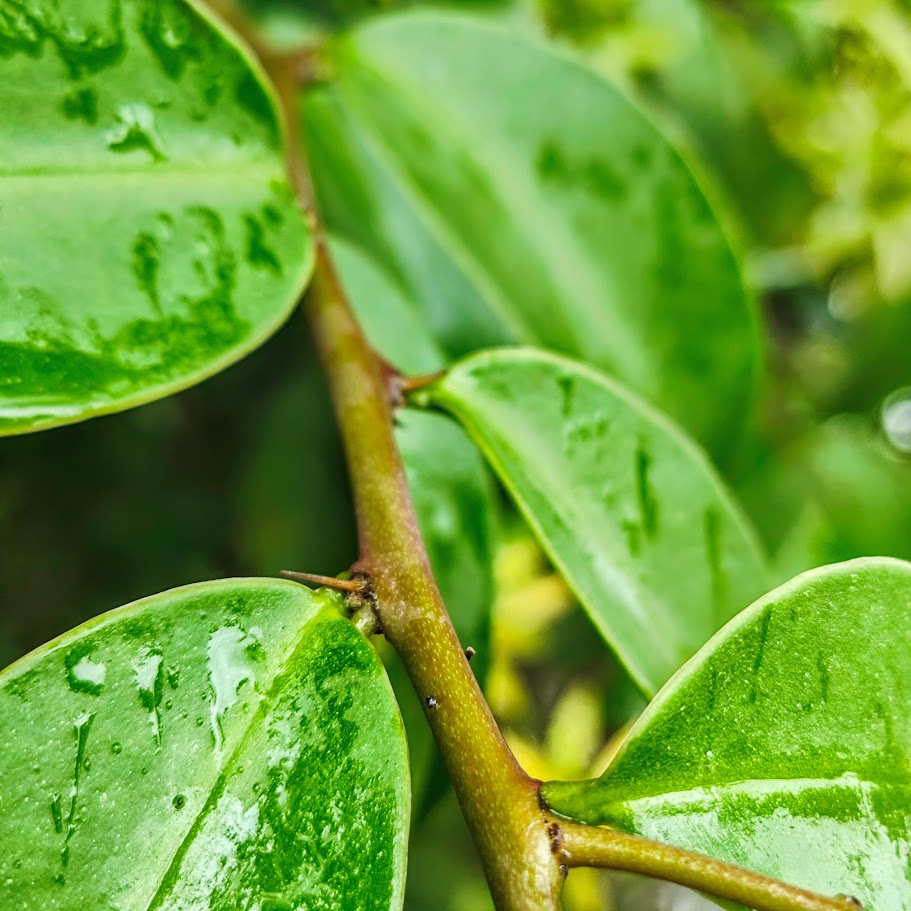 Folhas e espinho da trepadeira-limão.