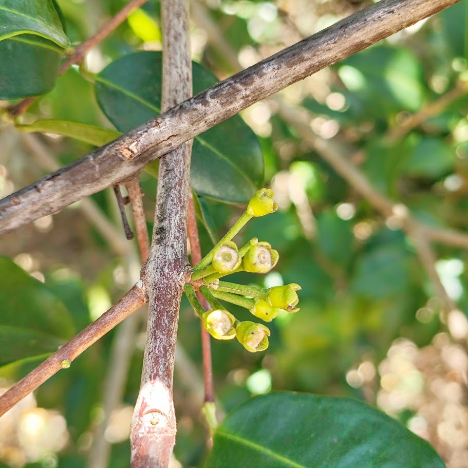 Inflorescências da guaçatunga.