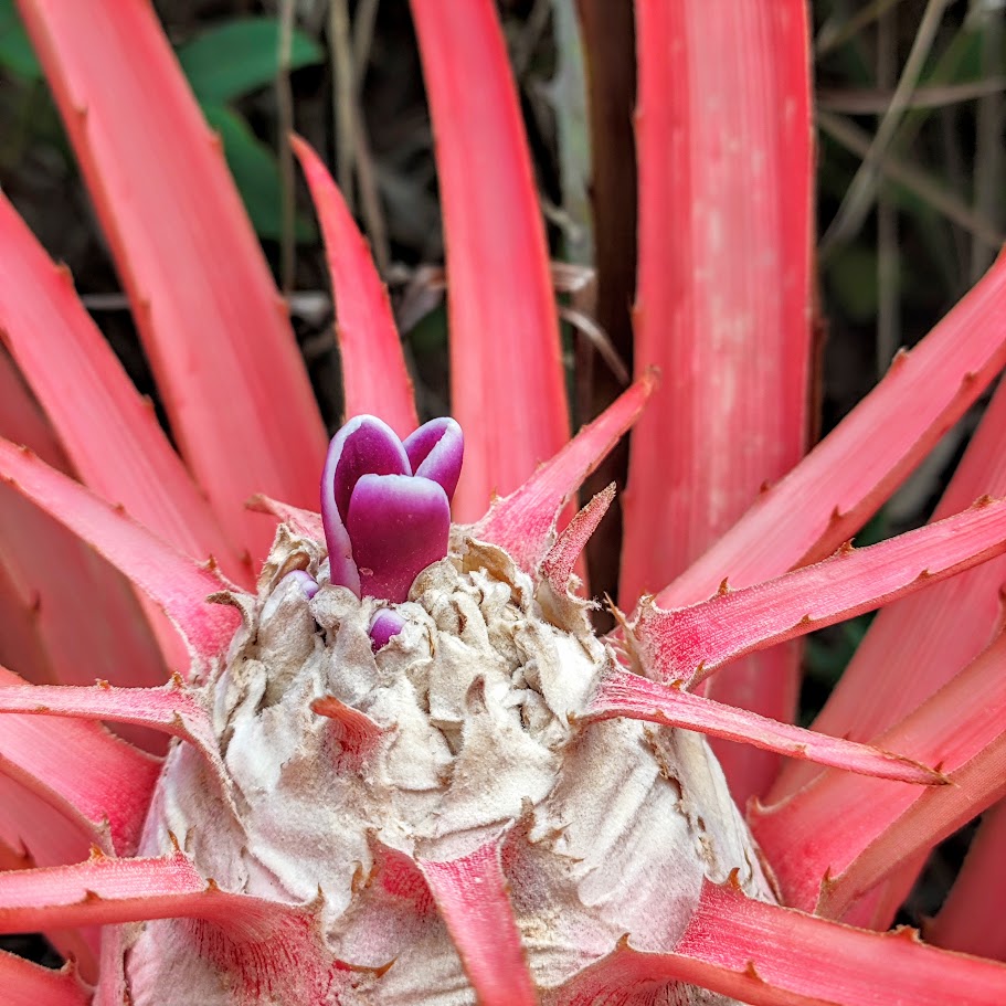 Flor do caraguatá-do-mato.