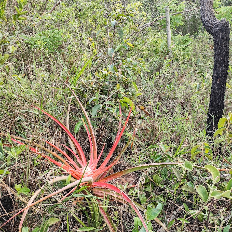 Caraguatá-do-mato florido.