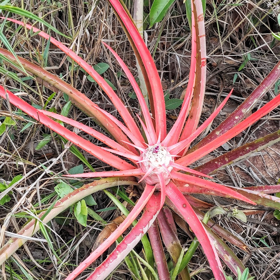 Roseta do caraguatá-do-mato.
