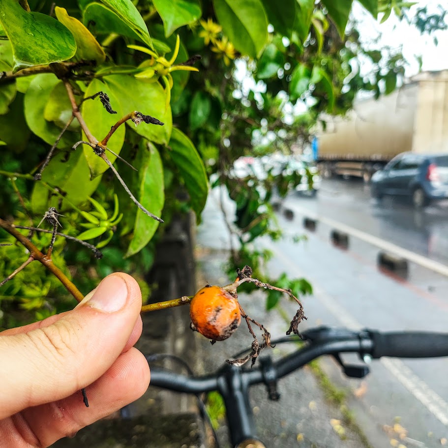 Fruto da trepadeira-limão.