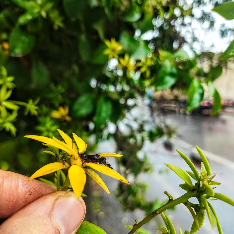 Trepadeira limão (Pereskia aculeata) Remanescente de flor da trepadeira-limão.