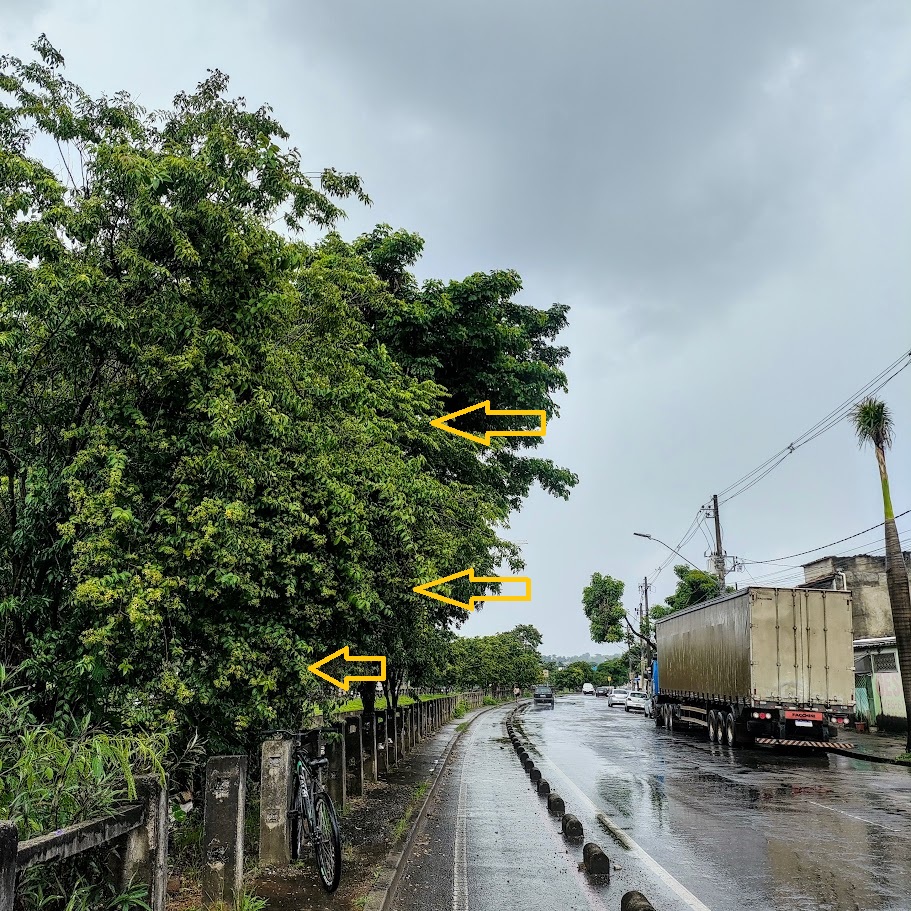 Trepadeira-limão junto de córrego.